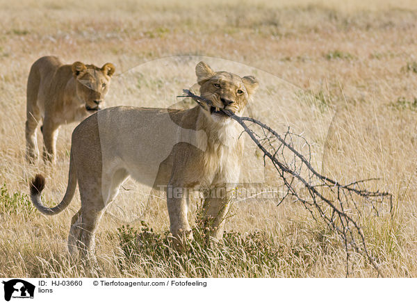 Lwen / lions / HJ-03660