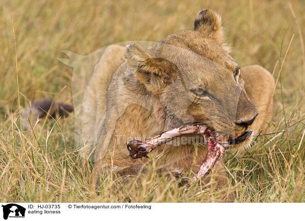 fressende Lwin / eating lioness / HJ-03735