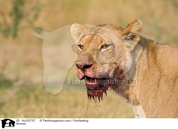 Lwin / lioness / HJ-03737