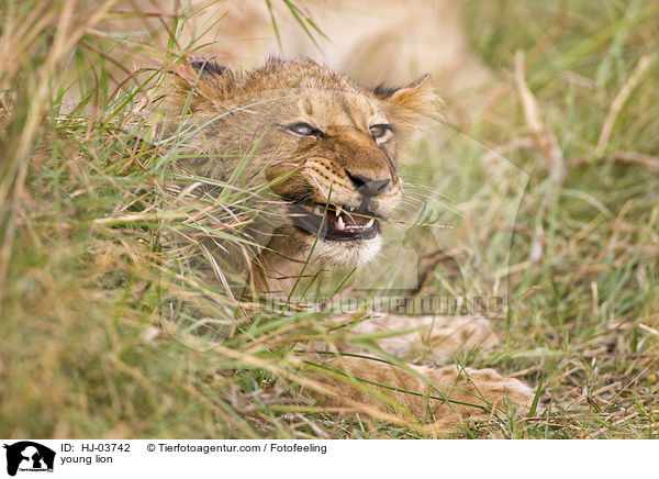 junger Lwe / young lion / HJ-03742