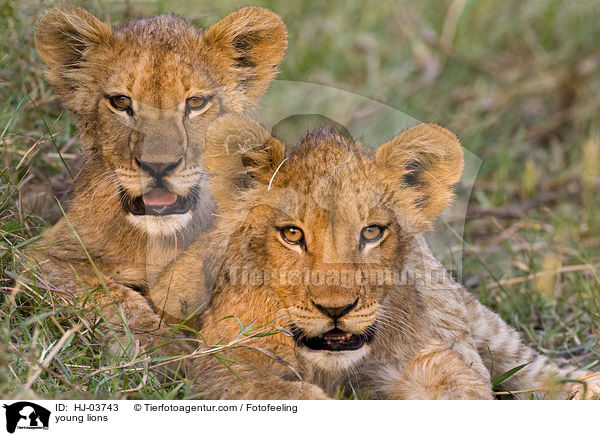 junge Lwen / young lions / HJ-03743