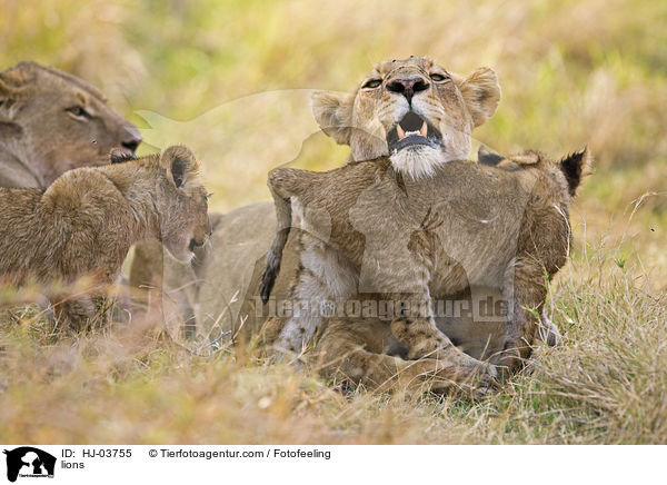 Lwen / lions / HJ-03755