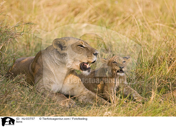 Lwen / lions / HJ-03757