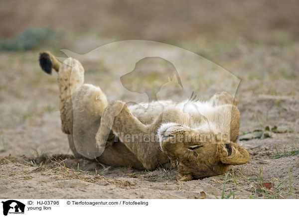 junger Lwe / young lion / HJ-03796