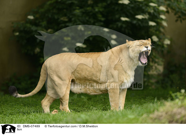 Lwe / lion / DMS-07489