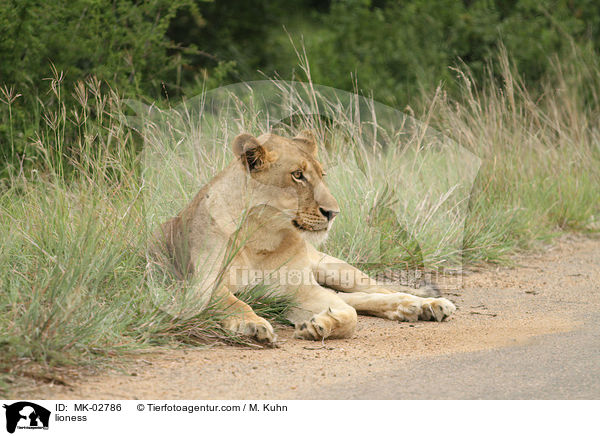 Lwin / lioness / MK-02786