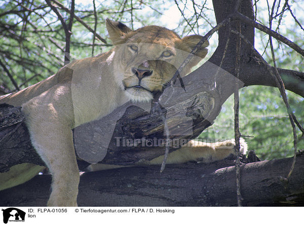Lwe / lion / FLPA-01056