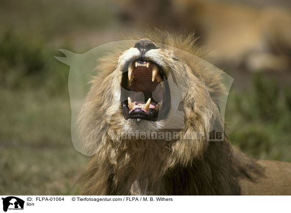 Lwe / lion / FLPA-01064
