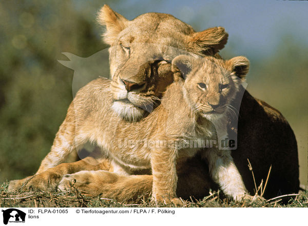 lions / FLPA-01065