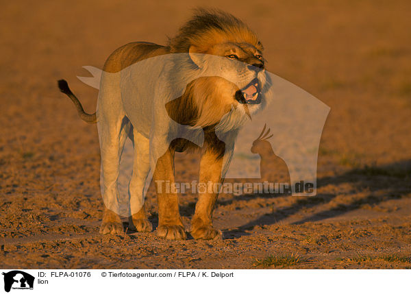Lwe / lion / FLPA-01076