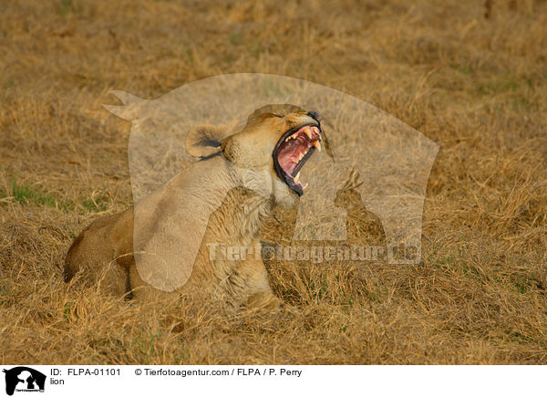 Lwe / lion / FLPA-01101