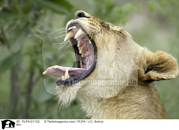 Lwe / lion / FLPA-01122