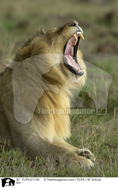 Lwe / lion / FLPA-01145