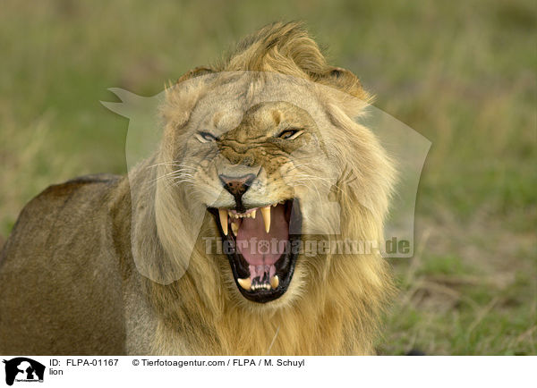 Lwe / lion / FLPA-01167