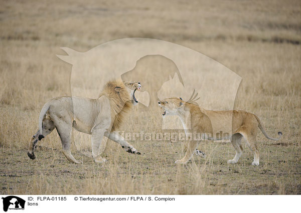 Lwen / lions / FLPA-01185