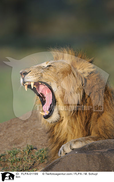 Lwe / lion / FLPA-01199
