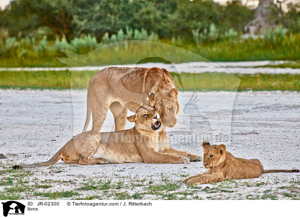 Lwen / lions / JR-02300