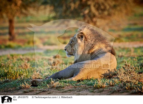 Lwe / lion / JR-03070