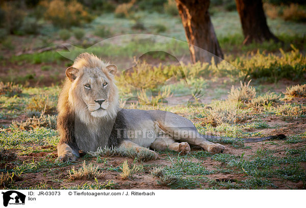 Lwe / lion / JR-03073