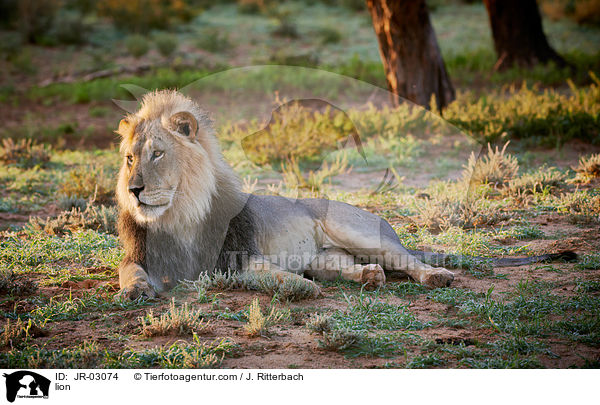 Lwe / lion / JR-03074