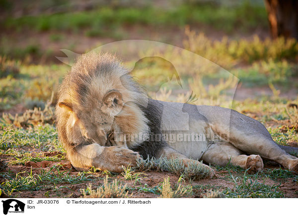 Lwe / lion / JR-03076