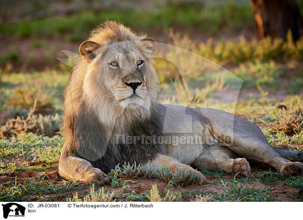 Lwe / lion / JR-03081