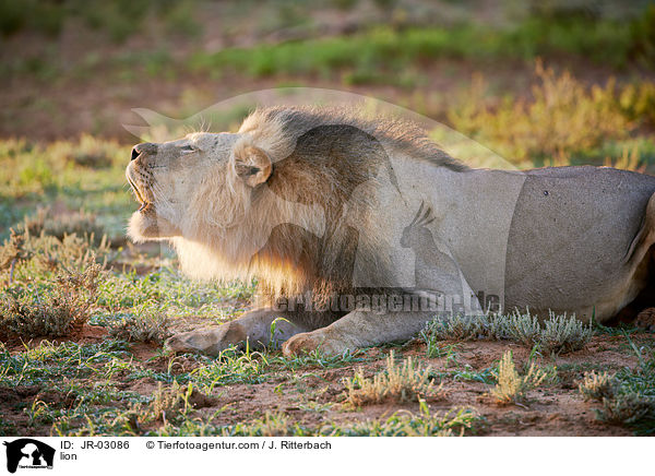 Lwe / lion / JR-03086