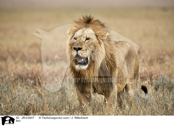 Lwe / lion / JR-03647