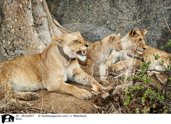 Lwen / lions / JR-03657