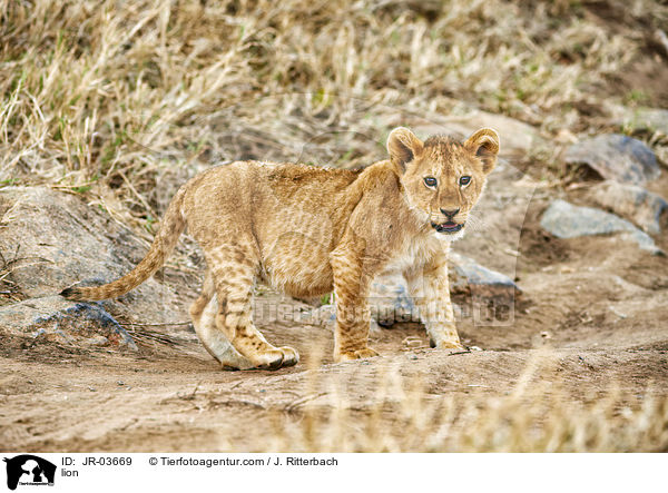 Lwe / lion / JR-03669