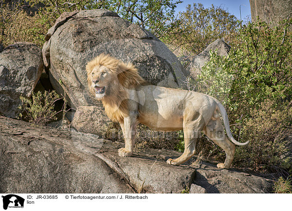 Lwe / lion / JR-03685
