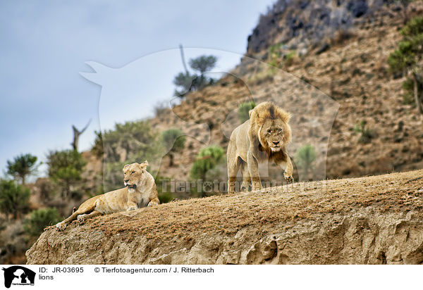 Lwen / lions / JR-03695