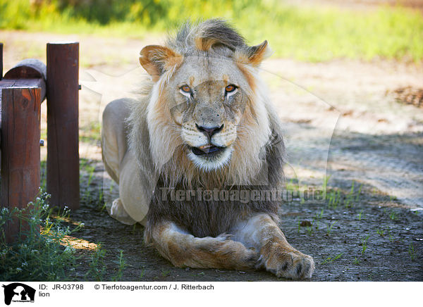 Lwe / lion / JR-03798