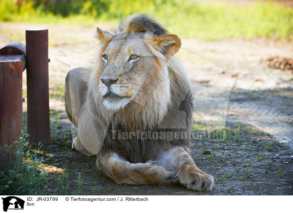 Lwe / lion / JR-03799