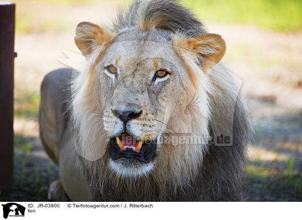 Lwe / lion / JR-03800
