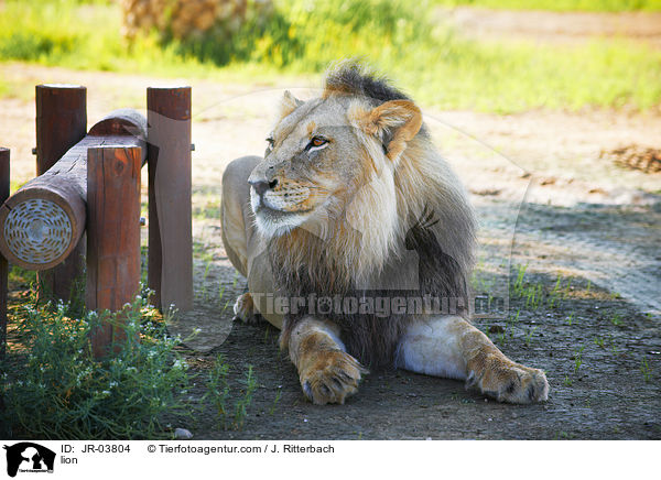 Lwe / lion / JR-03804