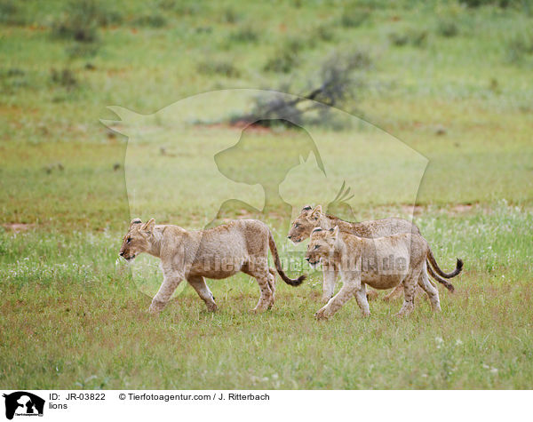 Lwen / lions / JR-03822