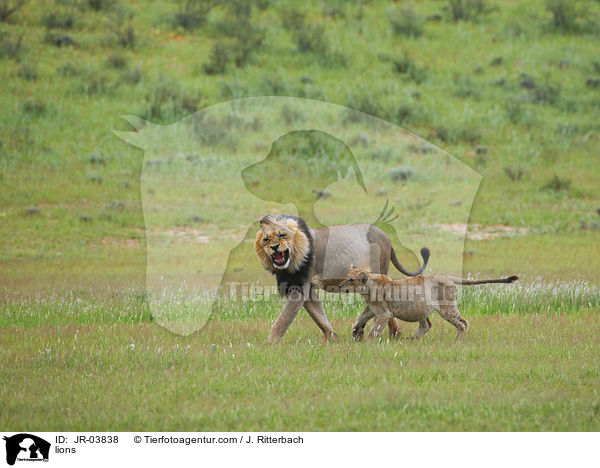 Lwen / lions / JR-03838