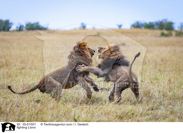 kmpfende Lwen / fighting Lions / IG-01001