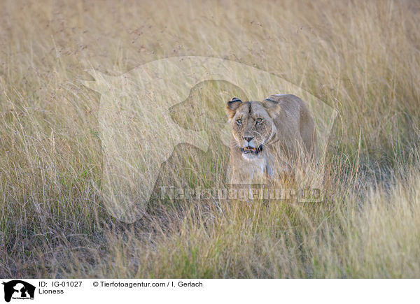 Lwin / Lioness / IG-01027