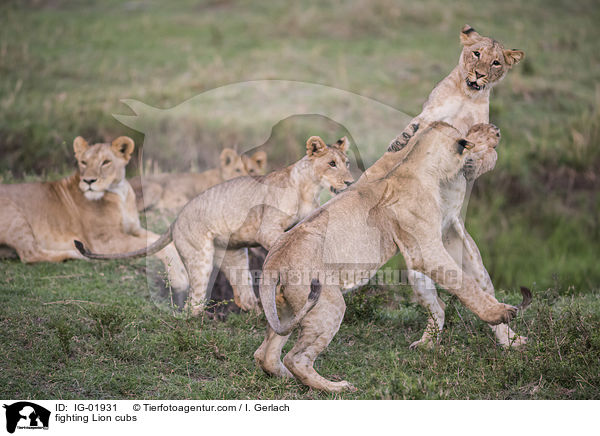 kmpfende Lwenjungtiere / fighting Lion cubs / IG-01931