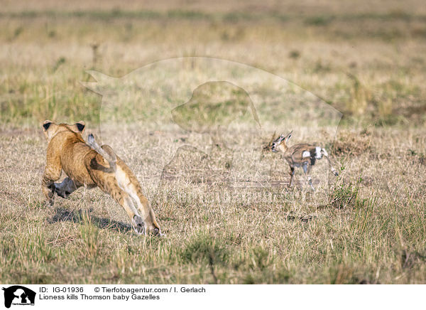 Lwin ttet Thomson-Gazellen Baby / Lioness kills Thomson baby Gazelles / IG-01936