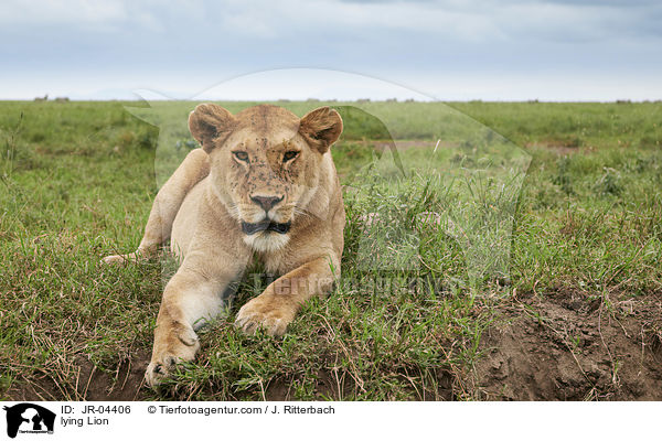 liegender Lwe / lying Lion / JR-04406