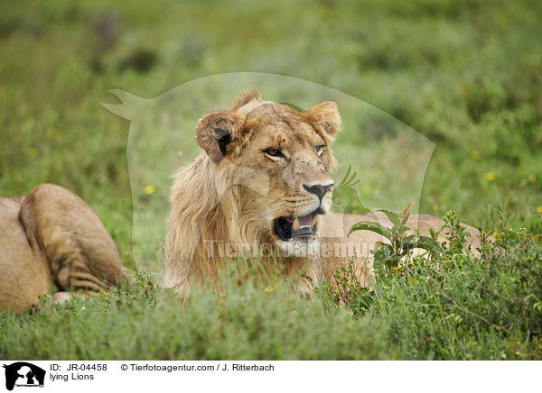 liegende Lwen / lying Lions / JR-04458