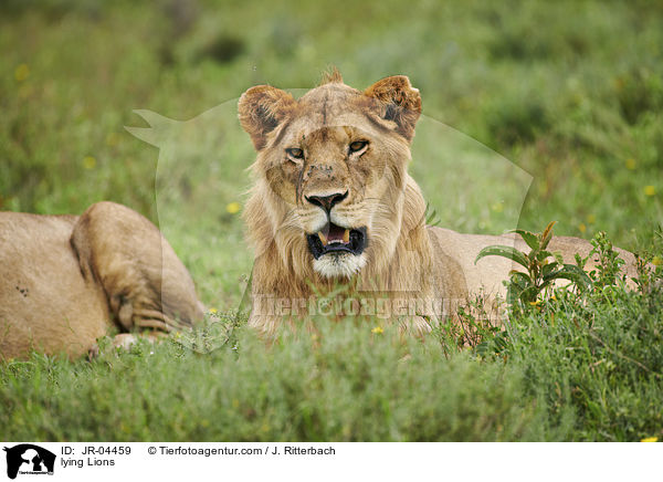liegende Lwen / lying Lions / JR-04459