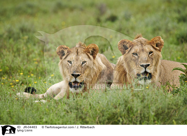 liegende Lwen / lying Lions / JR-04463