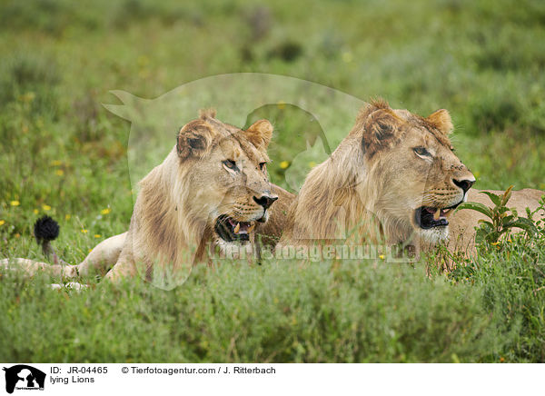 liegende Lwen / lying Lions / JR-04465