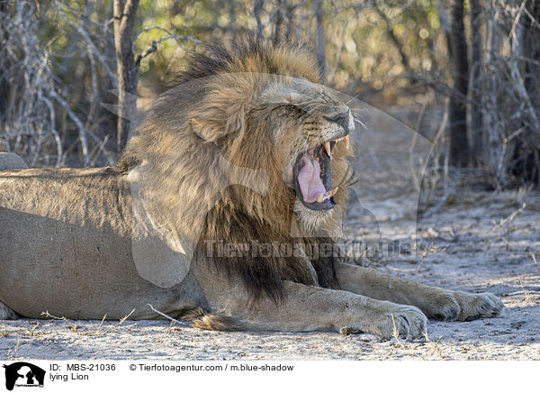 liegender Lwe / lying Lion / MBS-21036