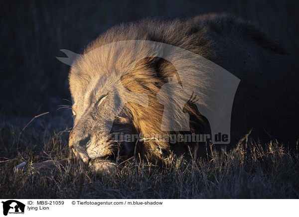 liegender Lwe / lying Lion / MBS-21059