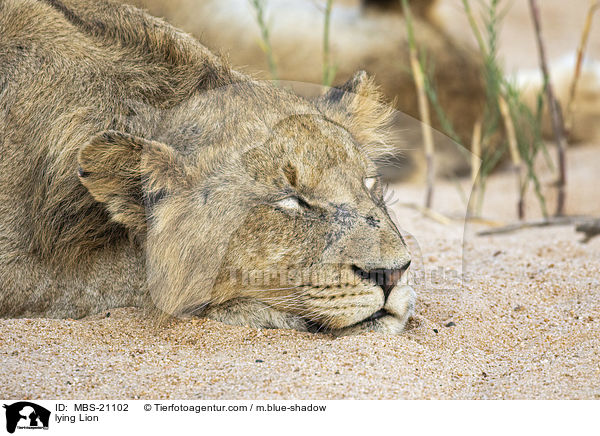 liegender Lwe / lying Lion / MBS-21102